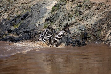 Fototapeta na wymiar Zebras crossing Mara River in Masai Mara Game reserve in Kenya.
