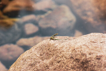 lizard on the rock