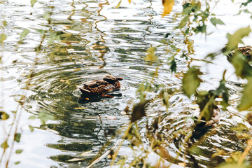 Duck scratches its head on the lake
