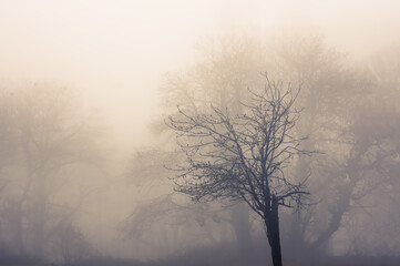 Lonely bare tree in a spooky forest with dark fog, silhouette 