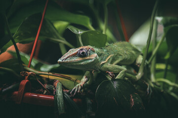 Green lizard on a leaf