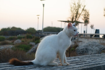 white cat sits on a city bench
