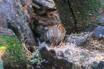 Dunnock