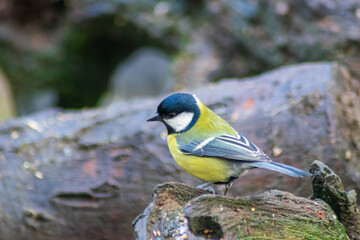 Great tit
