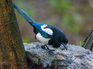Magpie eating