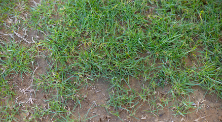 A Green Grass on the Ground 