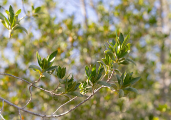 Tree Leaf at Daytime with Blue Sky 