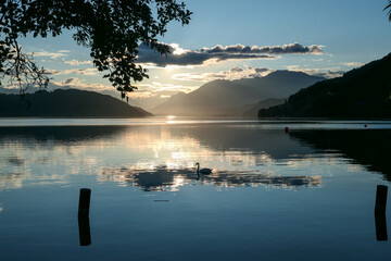Fototapeta premium A swan on the Millstaetter lake in Austria during the sunset. The lake is surrounded by high Alps. Calm surface of the lake reflects the sunbeams. A few tree brunches in front. Sun hides behind clouds