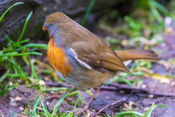 robin in the grass