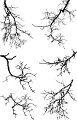 Realistic set of tree branches silhouette. Vector image of natural branch of acacia. (Vector illustration).