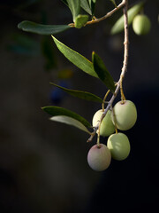 Vertical closeup shot of unripe olives on an olive tree branch with a blurred background