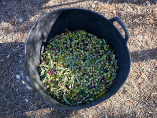 High angle shot of olives in a bucket at the harvest of olive plantations