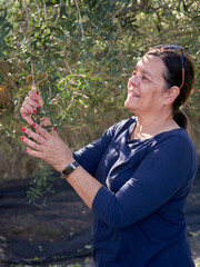 Middle-aged woman picking olives at olive tree plantations