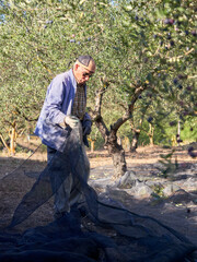 Caucasian senior male picking a net at olives tree plantations