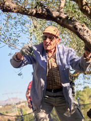 Caucasian senior male picking olives at olive tree plantations