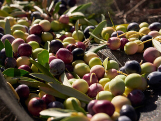 Closeup shot of green olives at the harvest of olive tree plantations