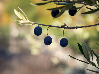 Closeup shot of ripe olives on an olive tree branch with a blurred background