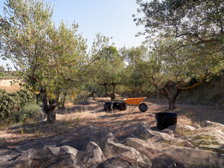Scene of a working day collecting olives