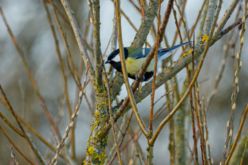 kohlmeise sitz auf ast