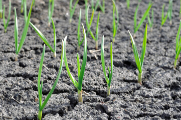 close-up of the garlic plantation in drought season