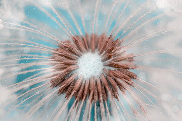 natural background with dandelion seeds, dandelion on a blue background