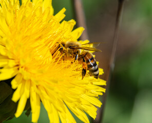 A honey bee (Apis mellifera) collects pollen and nectar from a Dandelion (Taraxacum officinale). Closeup.
