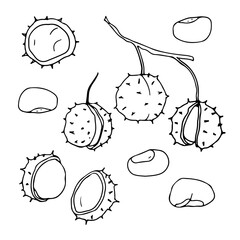 A set of fruits of a horse chestnut. Hand-drawn vector illustration. Doodle style.