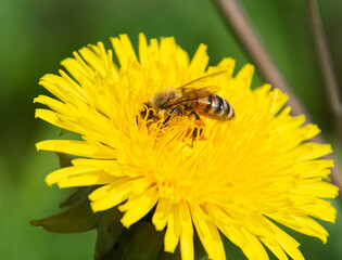 A honey bee (Apis mellifera) collects pollen and nectar from a Dandelion (Taraxacum officinale). Closeup.