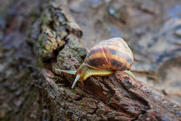 A snail is crawling along the bark of a fruit tree. Clouse-up. Macro photography.