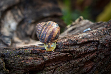 A snail is crawling along the bark of a fruit tree. Clouse-up. Macro photography.