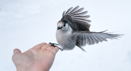 Ein neugieriger Vogel landet auf der Suche nach Futter auf der ausgestreckten Hand einer Person.