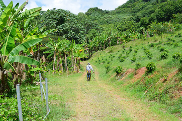 Puerto Rican farmer using organic weed killer. Trimming weeds on a coffee farm in Puerto Rico. Mountainside coffee trees and plantain trees. Beautiful summer day outside on a tropical island farm © Holly