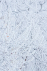 Snow and rime ice on the branches of bushes. Beautiful winter background with trees covered with...