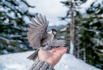 Ein zutraulicher Vogel landet auf der Suche nach etwas Essbarem auf der Hand eines ruhigen...