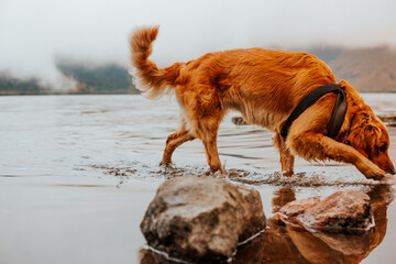 labrador dorado