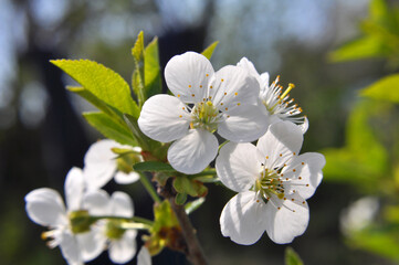 Fototapeta na wymiar Spring cherry blossom