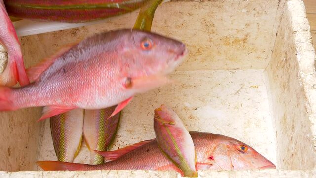 Close up of Fisherman filling a styrofoam box with redfish fishes. Slow motion shot.
