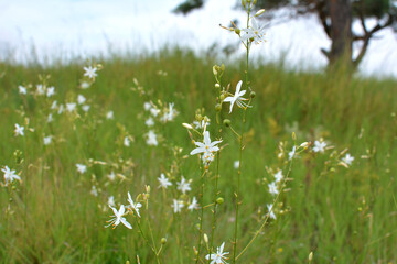 Anthericum ramosum blooms in nature in summer