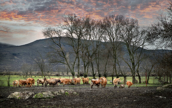 Paisaje de un atardecer en un campo en el interior de una deesa  con toros bravos en Segovia, Espa&ntilde;a .