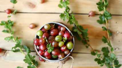 Fresh gooseberries in a bowl. Large pink gooseberry.