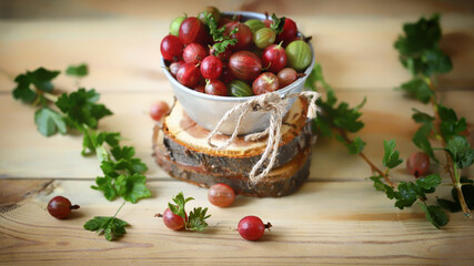 Fresh gooseberries in a bowl. Large pink gooseberry.