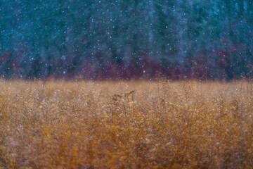 Landscape in a meadow with snow