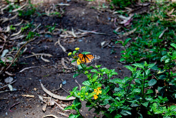 Mariposa