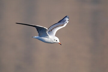 Black-headed Gull (chroicocephalus ridibundus) flying