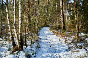 leśna zimowa ścieżka © Marcin Łazarczyk