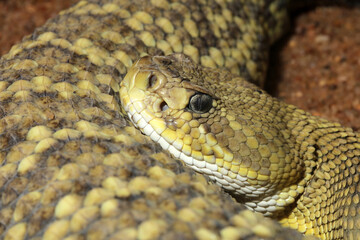 Mexican West Coast Rattlesnake (Crotalus basiliscus)