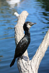 Great Cormorant (Phalacrocorax carbo) also called Double-Crested Cormorant closeup