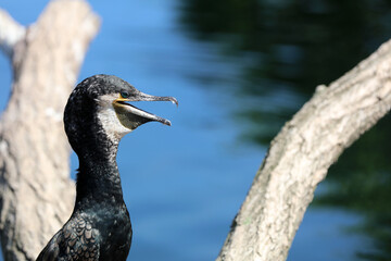 Great Cormorant (Phalacrocorax carbo) also called Double-Crested Cormorant closeup