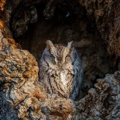 Eastern screech in tree cavity
