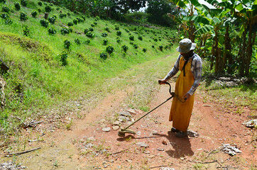 Puerto Rican farmer using organic weed killer. Trimming weeds on a coffee farm in Puerto Rico. Mountainside coffee trees and plantain trees. Beautiful summer day outside on a tropical island farm